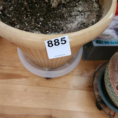 2 Live Norfolk Island Pine Trees in Planters