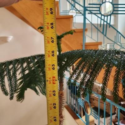 2 Live Norfolk Island Pine Trees in Planters