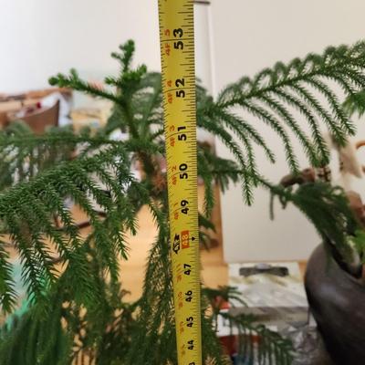 2 Live Norfolk Island Pine Trees in Planters
