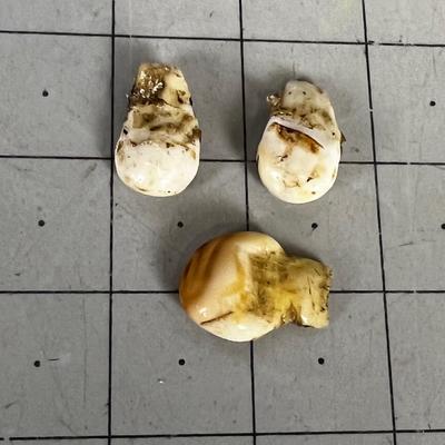 Elk Ivory Single and A Pair of Teeth. 