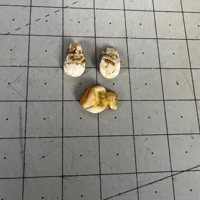 Elk Ivory Single and A Pair of Teeth. 