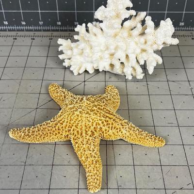 REAL Coral & Star Fish 