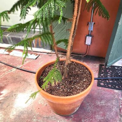 Lot #73 Large Potted Norfolk Island Pine Tree