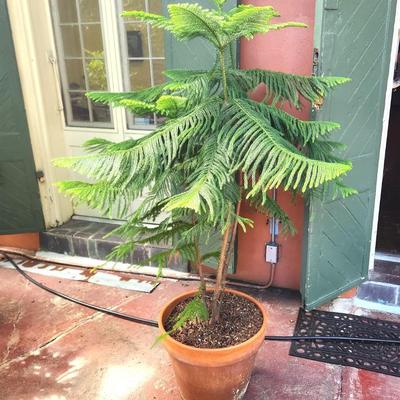 Lot #73 Large Potted Norfolk Island Pine Tree