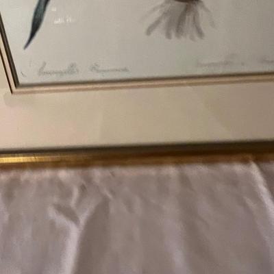 Six Framed Botanical Prints (BS-MK)