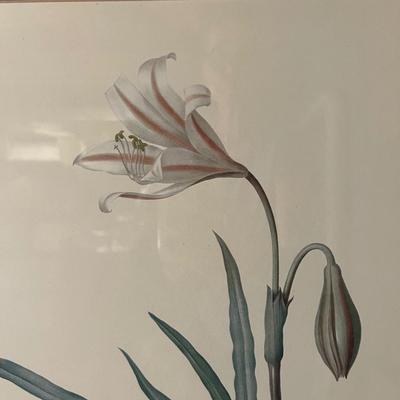 Six Framed Botanical Prints (BS-MK)
