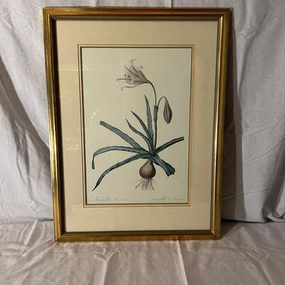Six Framed Botanical Prints (BS-MK)