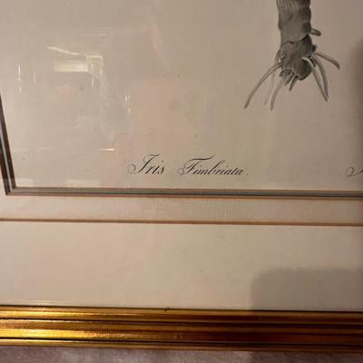 Six Framed Botanical Prints (BS-MK)