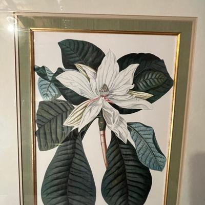 Six Framed Botanical Prints (BS-MK)