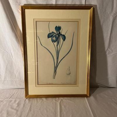 Six Framed Botanical Prints (BS-MK)