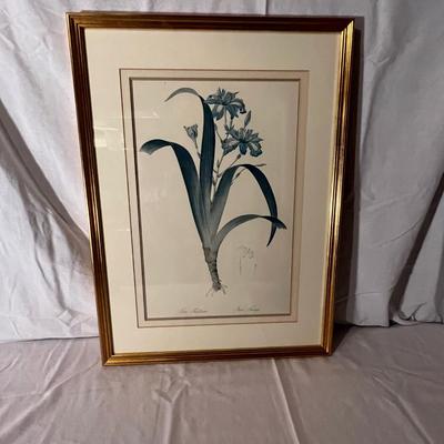 Six Framed Botanical Prints (BS-MK)