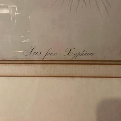 Six Framed Botanical Prints (BS-MK)