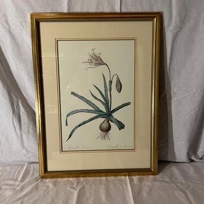Six Framed Botanical Prints (BS-MK)