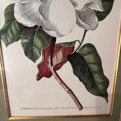 Six Framed Botanical Prints (BS-MK)