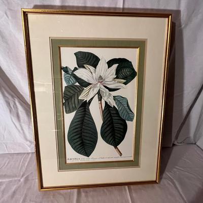 Six Framed Botanical Prints (BS-MK)
