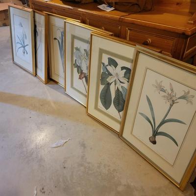 Six Framed Botanical Prints (BS-MK)