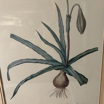 Six Framed Botanical Prints (BS-MK)