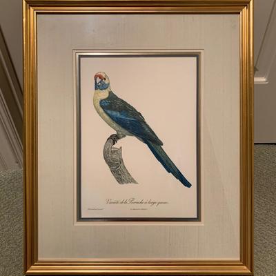 Framed Jacques Barraband Bird Prints (UH-KW)