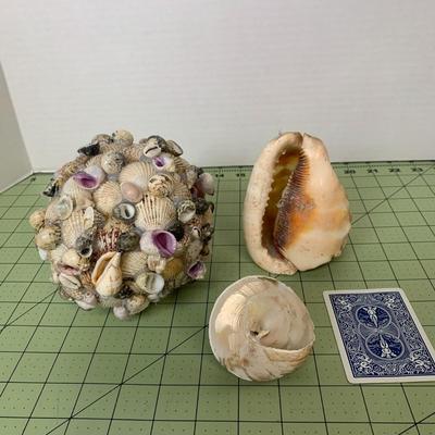 Seashell Collection