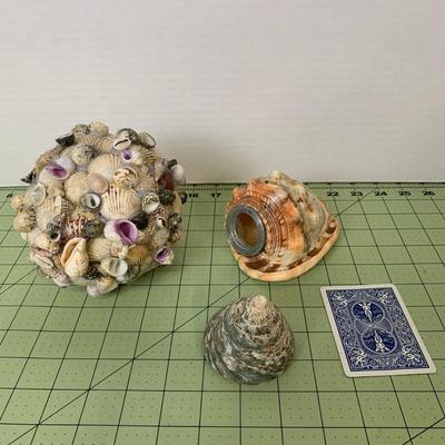 Seashell Collection