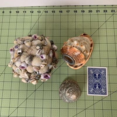 Seashell Collection