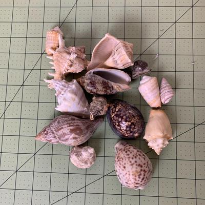 Seashell Assortment with Frog Plate