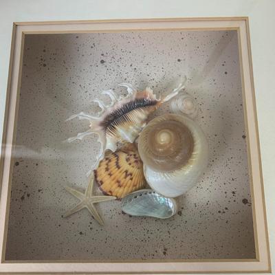 Framed Seashell Wall Art