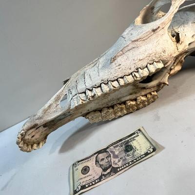 WILD DESERT HORSE SKULL