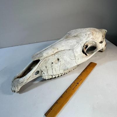 WILD DESERT HORSE SKULL