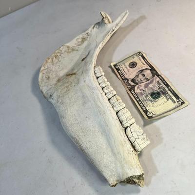 ANIMAL JAW BONE WITH TEETH