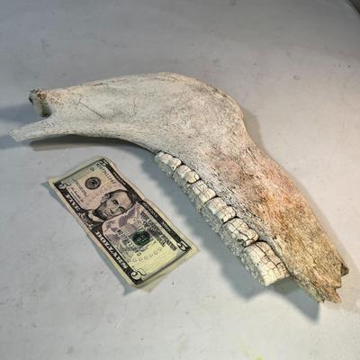 ANIMAL JAW BONE WITH TEETH