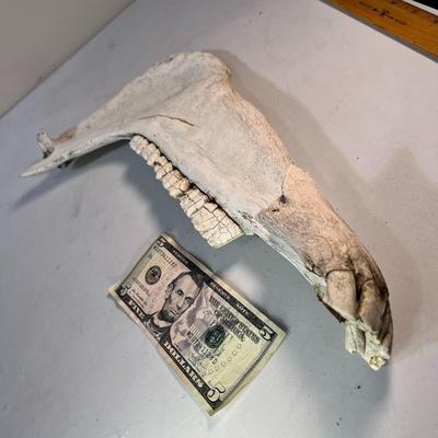 ANIMAL JAW BONE WITH SIDE AND FRONT TEETH
