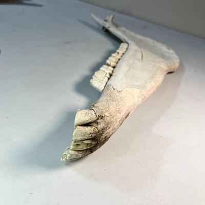 ANIMAL JAW BONE WITH SIDE AND FRONT TEETH