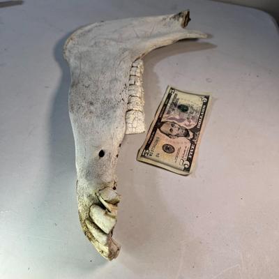 ANIMAL JAW BONE WITH SIDE AND FRONT TEETH