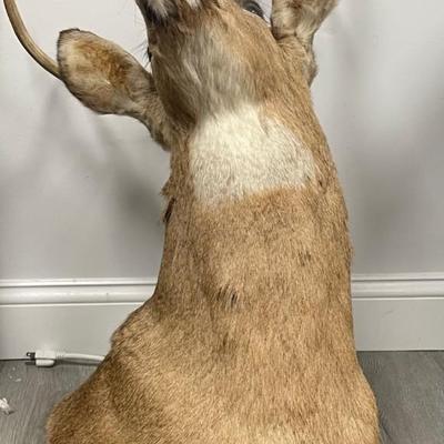 Taxidermy Deer Head / Wall mount