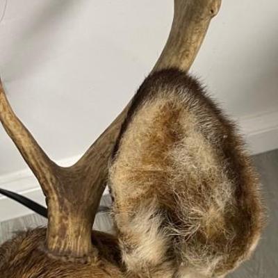 Taxidermy Deer Head / Wall mount