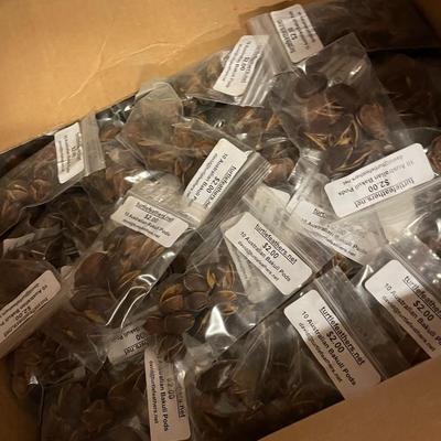 Shelf 50 Inventory 2 Boxes of Australian Bakuli Pods