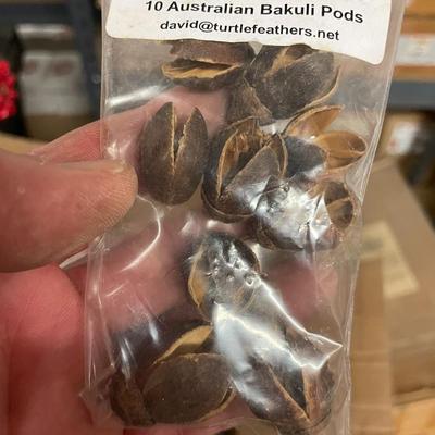 Shelf 50 Inventory 2 Boxes of Australian Bakuli Pods