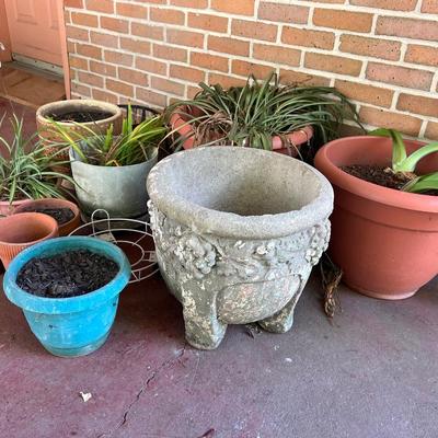Plant/Pot Lot