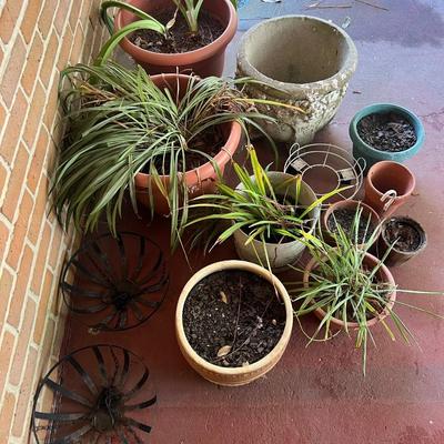 Plant/Pot Lot