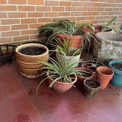 Plant/Pot Lot