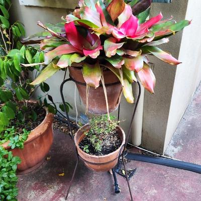 Lot #123  Dual Pot Stand - large Bromeliad on top