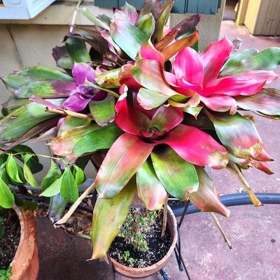 Lot #123  Dual Pot Stand - large Bromeliad on top
