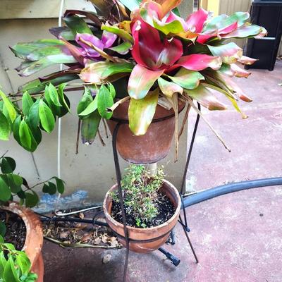 Lot #123  Dual Pot Stand - large Bromeliad on top