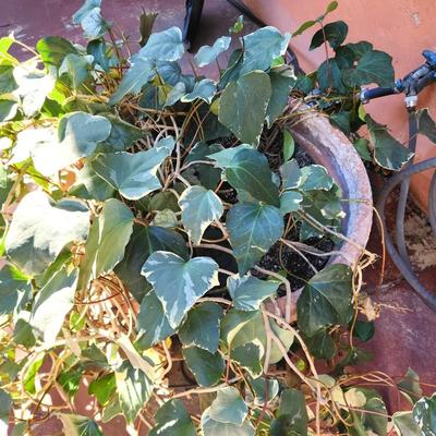 Lot #149  Large Varigated Wedding Ivy Plant in Pot