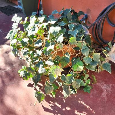 Lot #149  Large Varigated Wedding Ivy Plant in Pot
