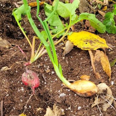 Raised Garden