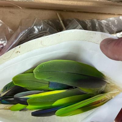 Collection of Feathers for Art