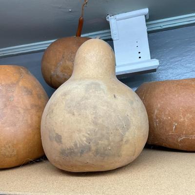 Gourd Art Gourds Ready for Art