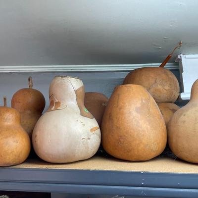 Gourd Art Gourds Ready for Art